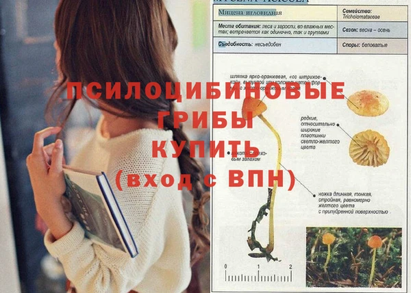 СК Сафоново